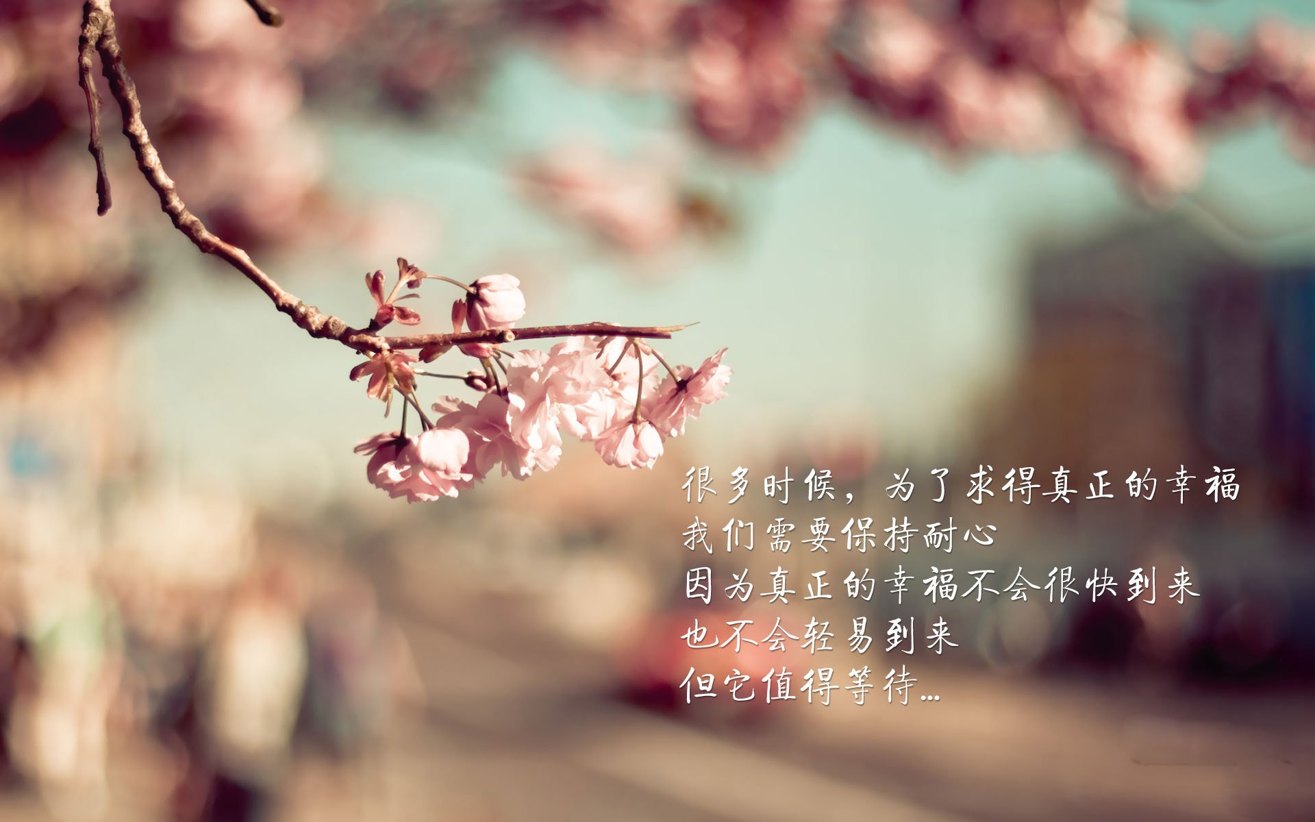 阿尔阿赫利球迷组织举办庆祝活动，支持球队，阿尔阿赫利哈米斯